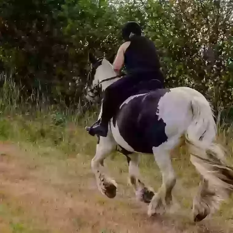 The Last Ride Home: A Practical, Compassionate Guide to Equine Cremation in Essex